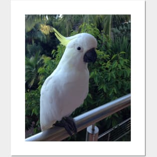 Sulphur Crested Cockatoo Posters and Art